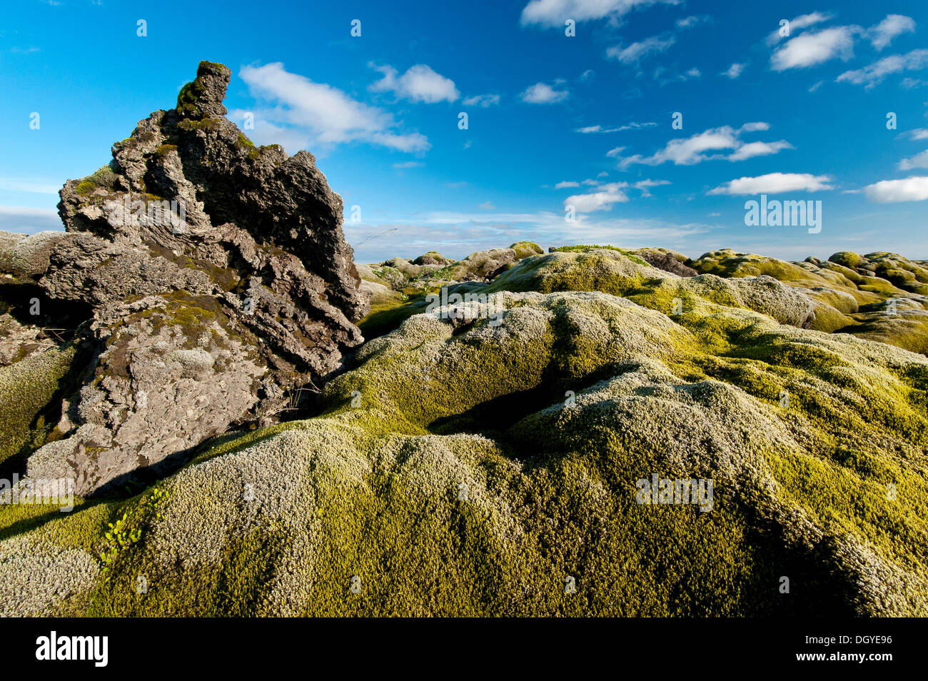 Envahi par la lave avec longue frange-moss (Racomitrium elongatum), Ytra Hraun, près de Kirkjubaejarklaustur, Kirkjubaejarklaustur Banque D'Images