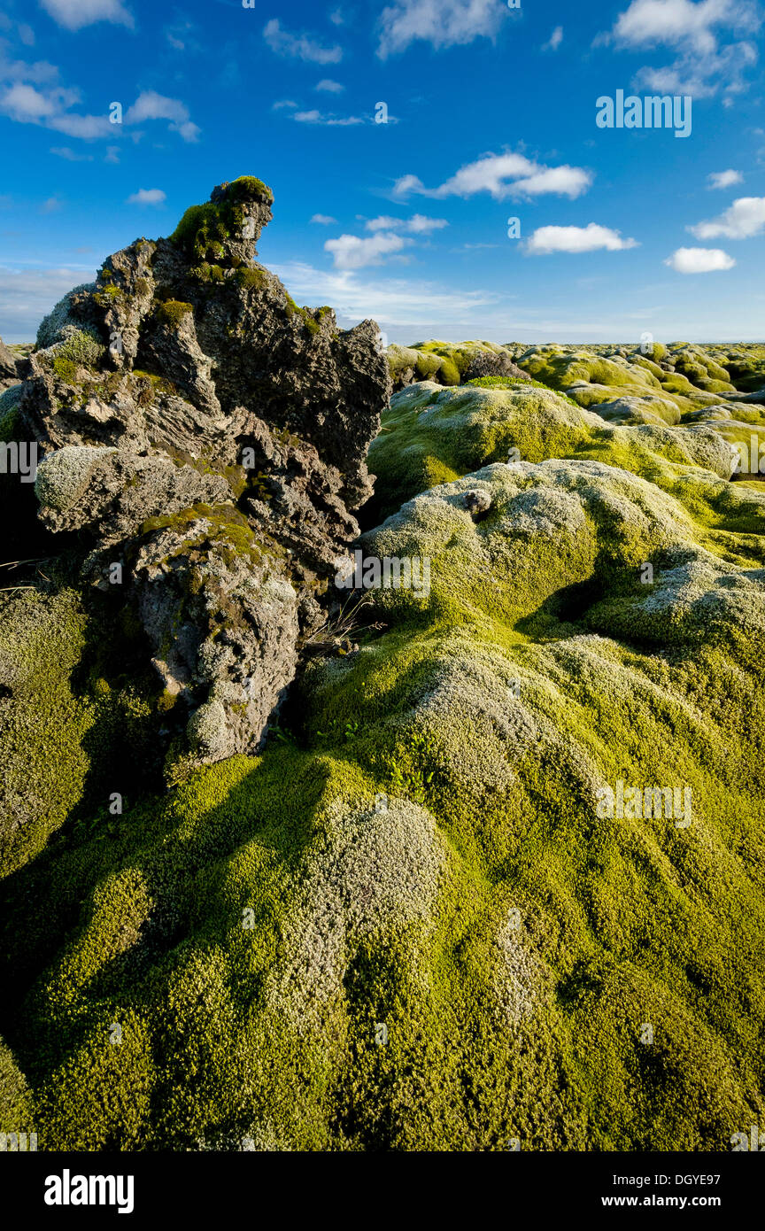 Envahi par la lave avec longue frange-moss (Racomitrium elongatum), Ytra Hraun, près de Kirkjubaejarklaustur, Kirkjubaejarklaustur Banque D'Images