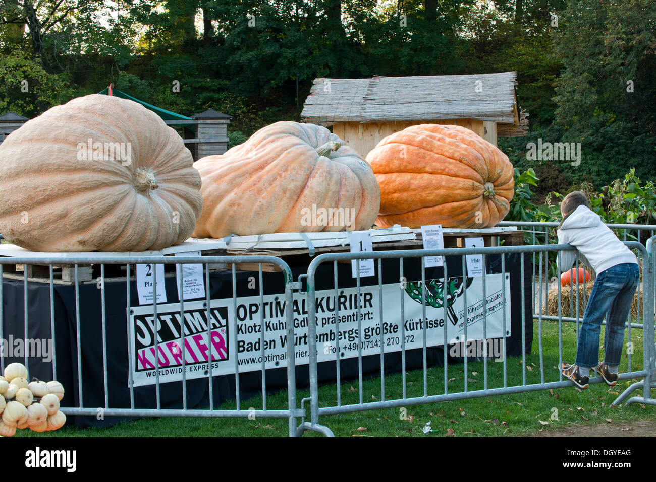 Concours de la plus grosse citrouille, citrouille citrouilles géantes, exposition, Ludwigsburg, Bade-Wurtemberg Banque D'Images