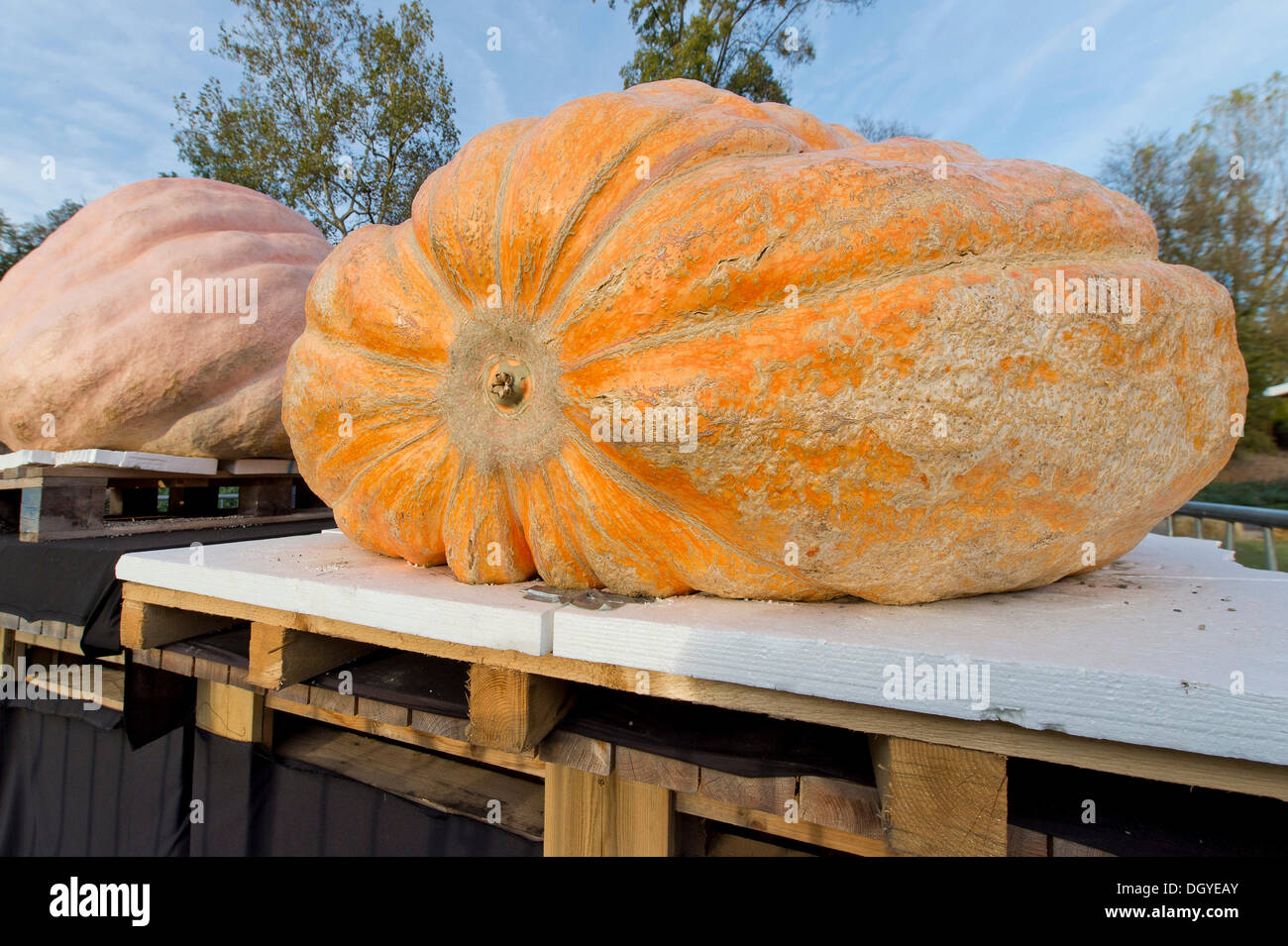Concours de la plus grosse citrouille, citrouille citrouilles géantes, exposition, Ludwigsburg, Bade-Wurtemberg Banque D'Images