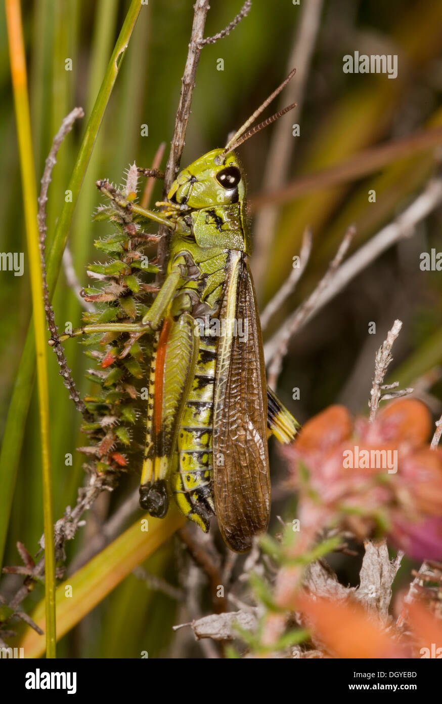 Grand mâle le criquet, Stethophyma grossum en tourbière, Hartland Moor, Dorset. Banque D'Images