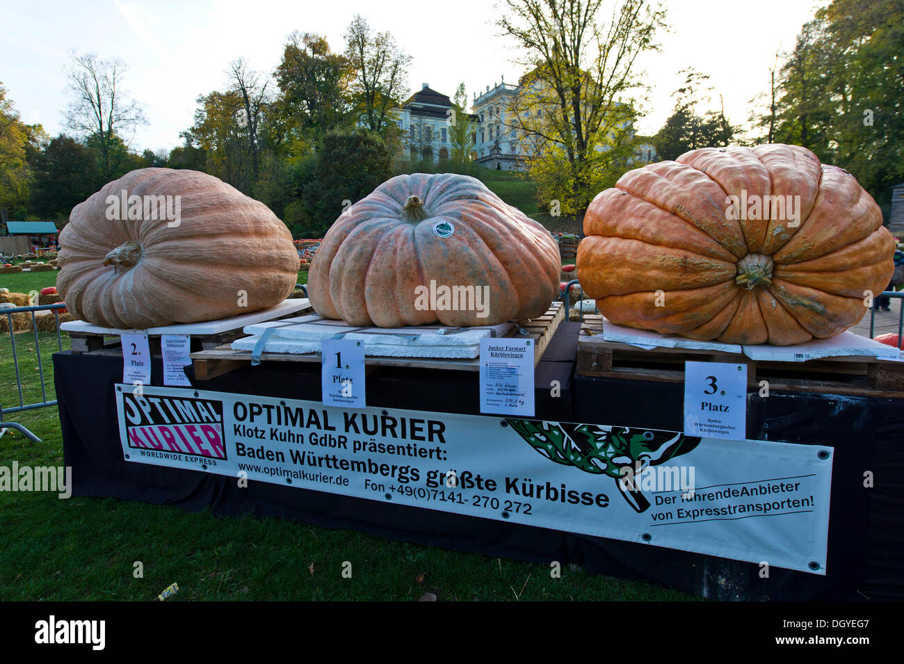Concours de la plus grosse citrouille, citrouille citrouilles géantes, exposition, Ludwigsburg, Bade-Wurtemberg Banque D'Images