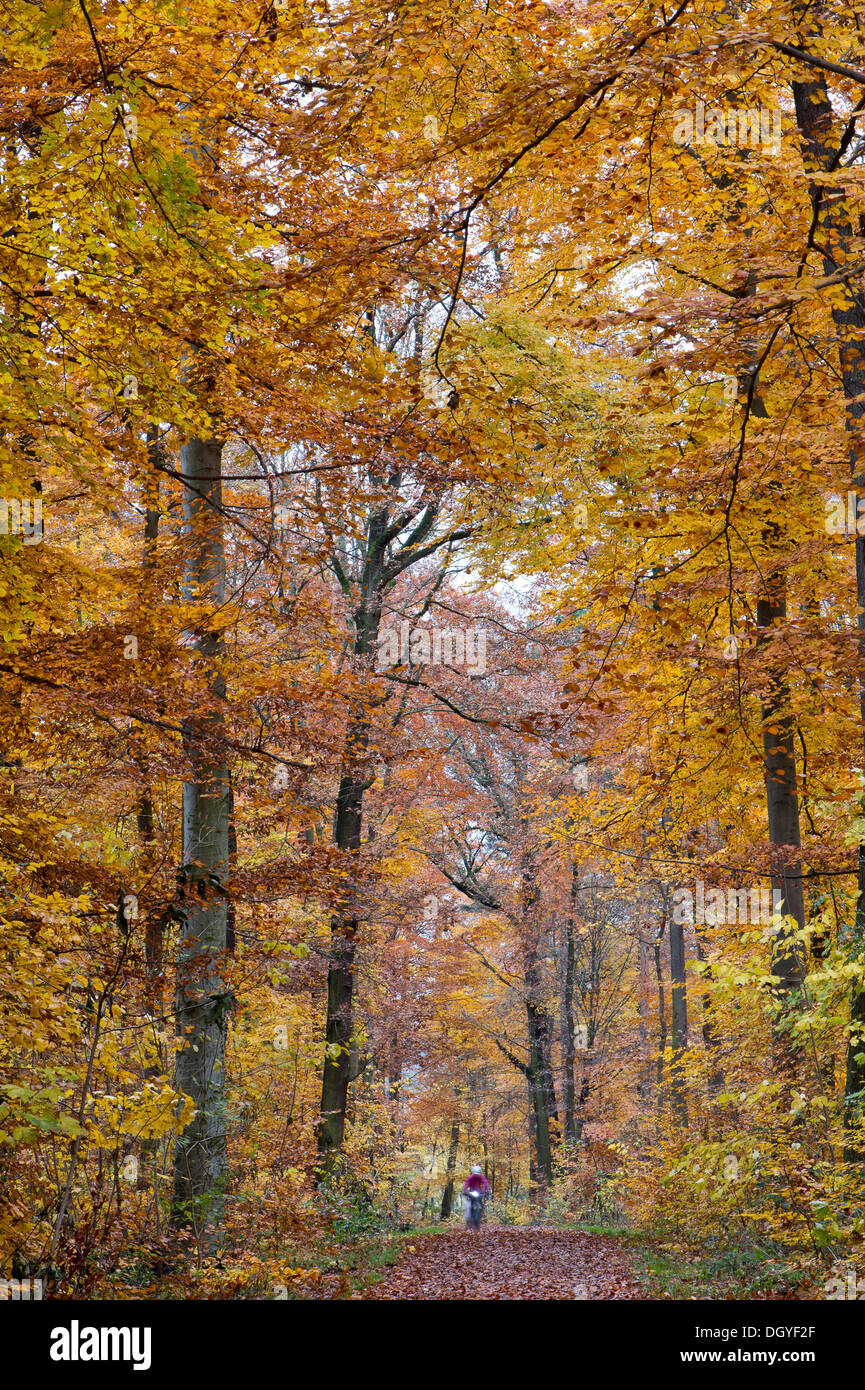 Cycliste à cheval le long d'un sentier forestier dans une forêt d'automne, Stuttgart, Bade-Wurtemberg, Allemagne Banque D'Images