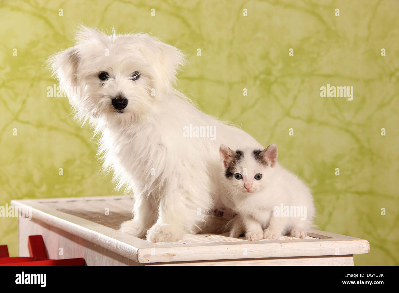 Les jeunes Maltais avec un chaton assis sur une poitrine blanche Banque D'Images