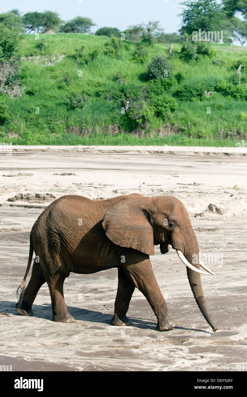 L'éléphant africain (Loxodonta africana) à la recherche d'eau dans un lit de rivière sablonneux dans Parc national de Tarangire, Tanzanie Banque D'Images