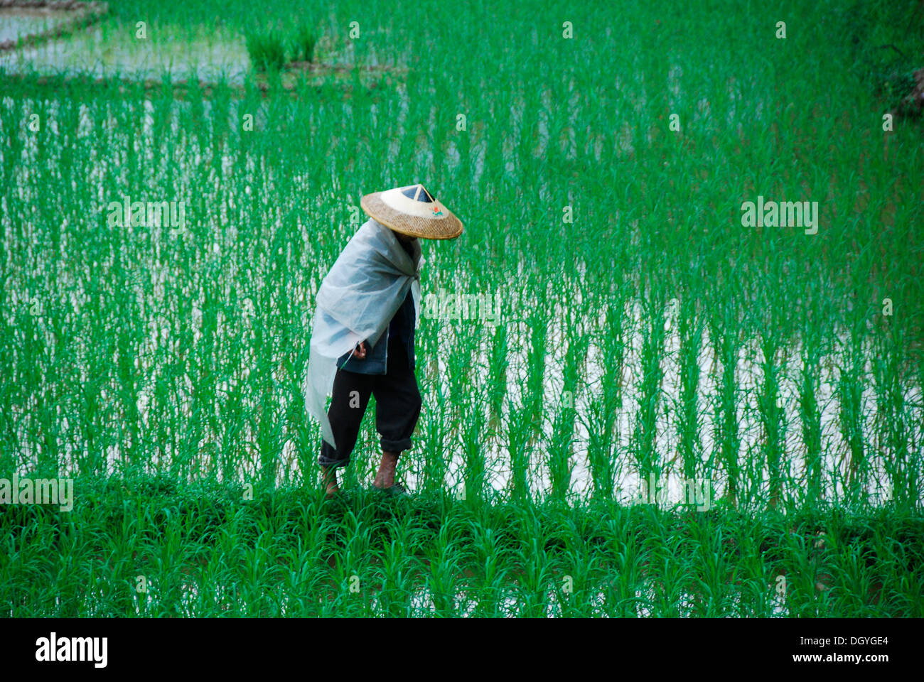 L'homme dans une rizière, Dong villages près de Sanjiang, Guilin, Chine, Asie du sud-ouest Banque D'Images
