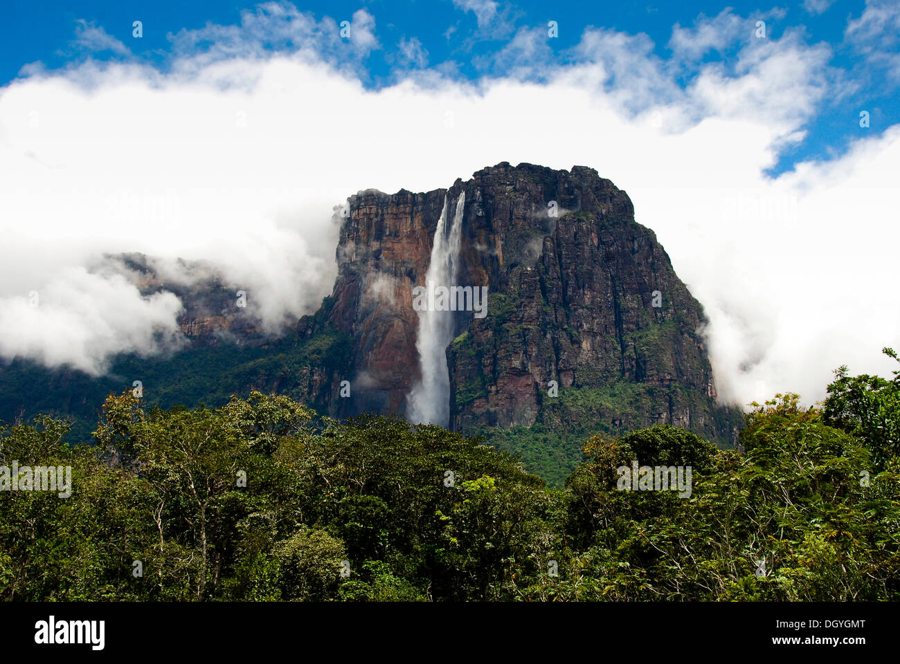 Angel Falls ou Salto Angel, la plus haute cascade du monde, Parc national Canaima, Venezuela, Amérique du Sud Banque D'Images