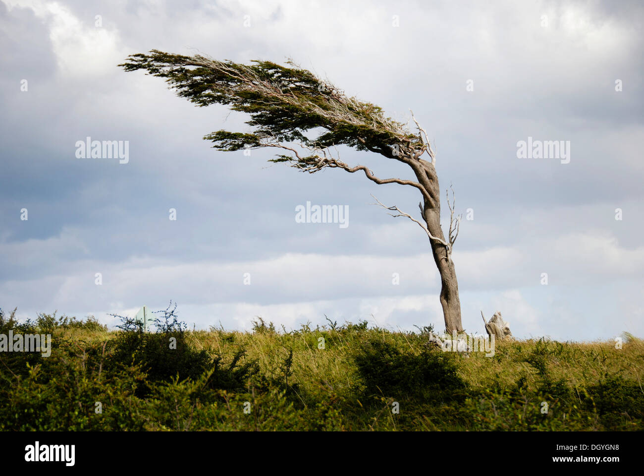En forme d'arbre par l'instance permanente et les vents forts, Tierra del Fuego, Ushuaia, près de Fireland, au sud de la Patagonie, Argentine Banque D'Images