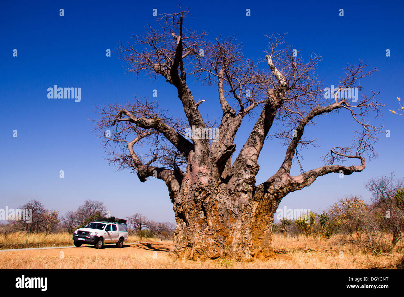 Baobab (Adansonia digitata), près de Mana Pools National Park, Zimbabwe, Africa Banque D'Images