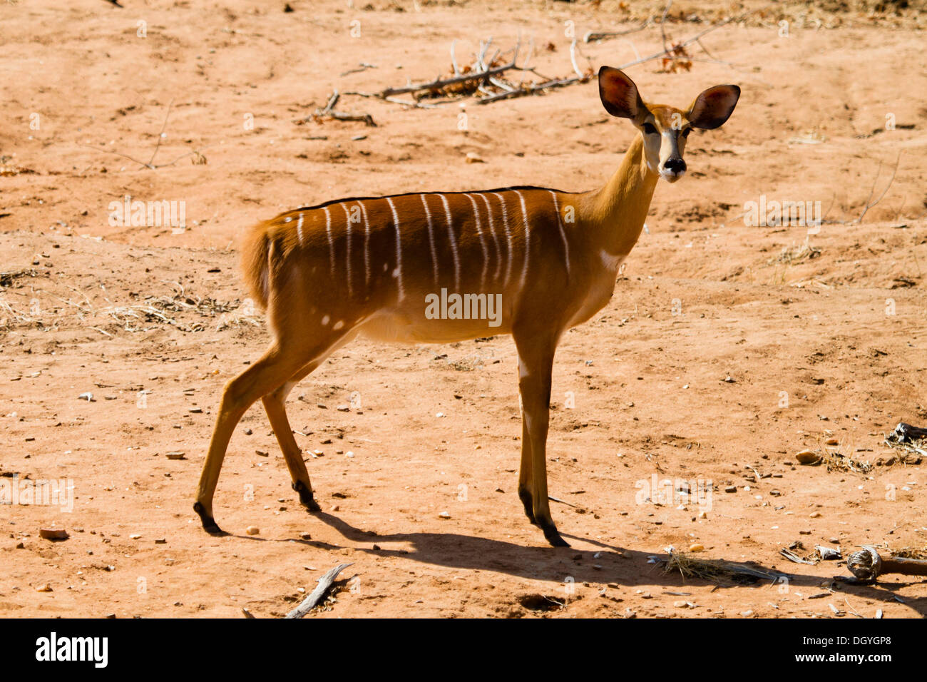 Nyala Nyala (Tragelaphus angasii angasii,), Mana Pools National Park, Zimbabwe, Africa Banque D'Images