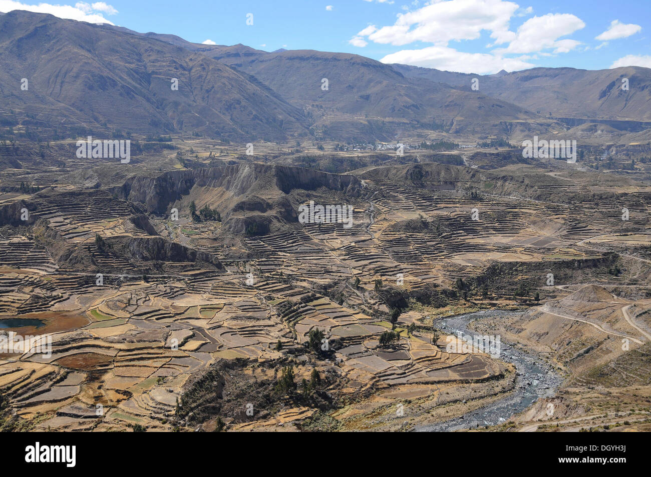 Les champs en terrasses, près de la maca, canyon de colca, Pérou, Amérique du Sud, Amérique latine Banque D'Images