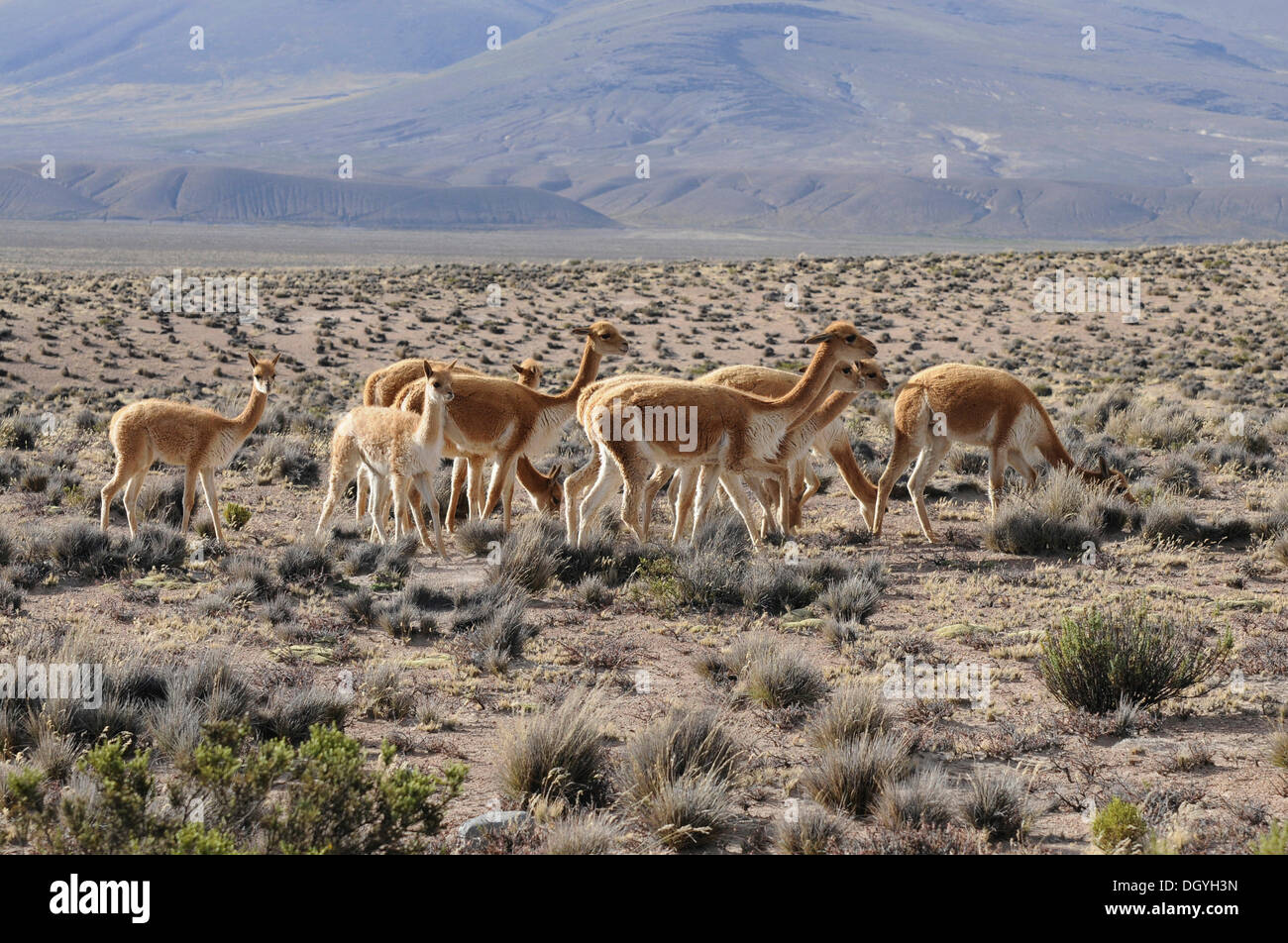 Troupeau de vigognes (Vicugna vicugna), Parc national de Salinas y Aquada Blancas, Pérou, Amérique du Sud, Amérique latine Banque D'Images