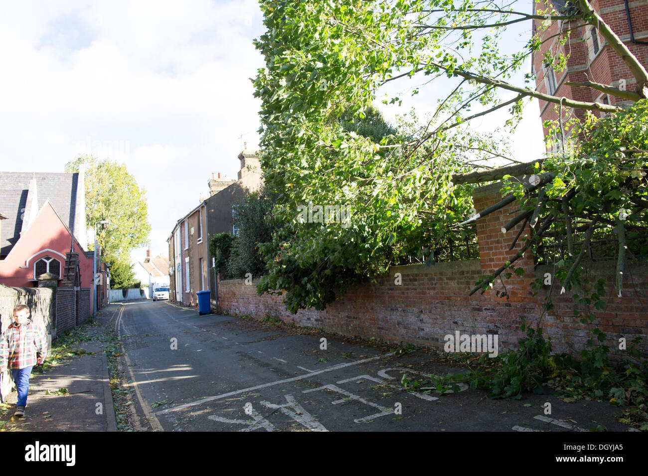 St Jude tempête : un arbre tombé se trouve dans la route dans le sanctuaire de St Jude, Faversham, Kent. Banque D'Images