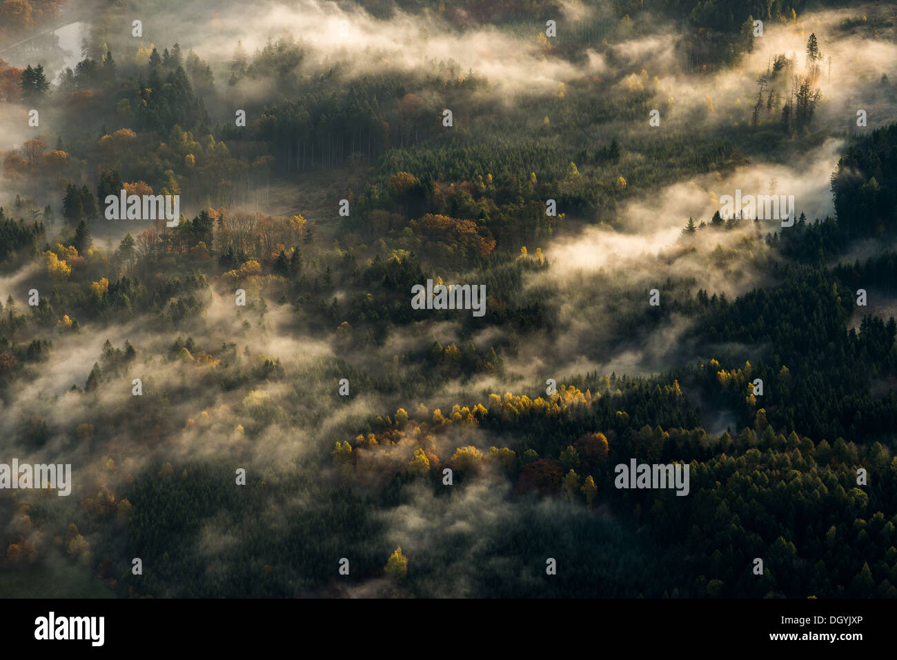 Matin, brouillard, paysage, bois, forêt Banque D'Images