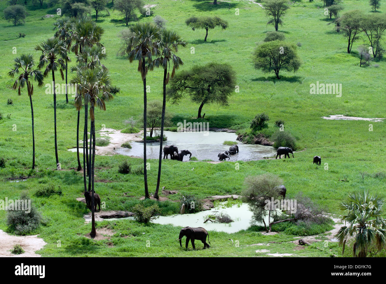 Les éléphants d'Afrique (Loxodonta africana) baignant dans un étang dans le parc national de Tarangire, Tanzanie Banque D'Images