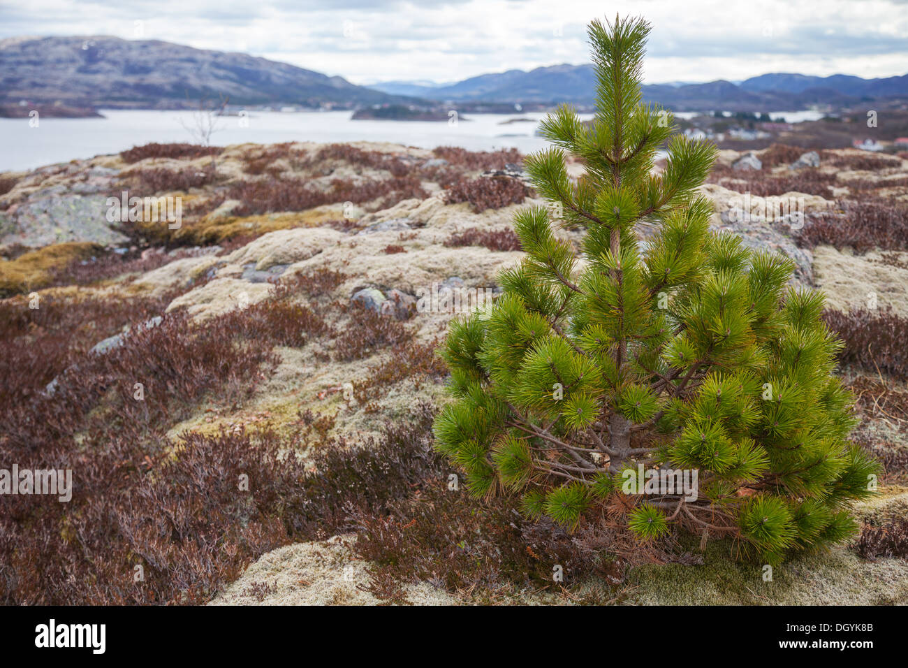 Petit arbre de pin vert de plus en plus sur la côte de pierre en Norvège Banque D'Images