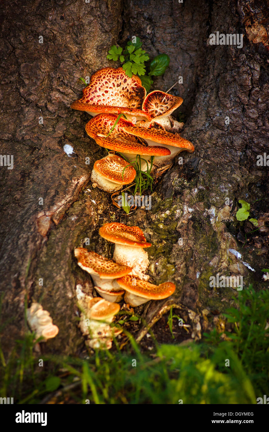 Les champignons magiques attaced à un arbre Banque D'Images