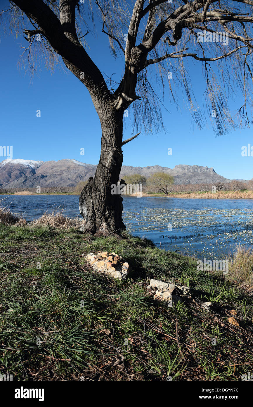 Willow Tree au début du printemps sur les rives d'un lac dans la vallée de Witzenberg, près de Ceres, avec une montagne au loin Banque D'Images