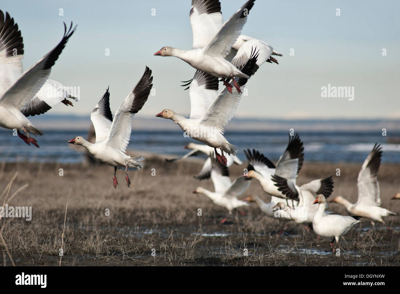 L'Oie des neiges (Chen caerulescens) prendre vol le long de l'Alaska, Turnagain Arm Banque D'Images