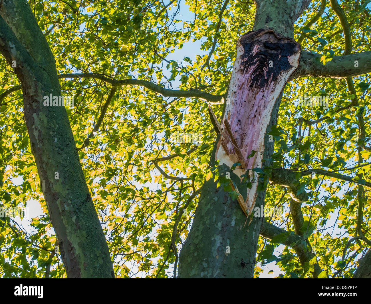 Nightingale Lane, Clapham, Londres, UK . 28 Oct, 2013. Partie d'un arbre tombe sur un Jaguar salon de voiture en raison de la tempête. L'intérieur de la voiture ne semble pas endommagée de sorte qu'il est présumé les occupants ont abandonné leur voiture car il n'est pas dans un espace de stationnement mais au milieu de sa voie. Une autre voiture dans un espace de stationnement en face de la route est également endommagé. Les frontaliers et les enfants de l'école, sur la voie d'une ligne nord retardé à Clapham South, arrêter de regarder et de prendre des photos.La tempête, appelé St Jude, a introduit le plus de vent, la météo à frapper le Royaume-Uni depuis 1987. Crédit : Guy Bell/Alamy Live News Banque D'Images