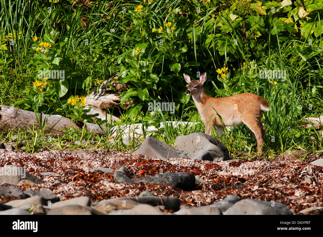 Un cerf Sitka Sitka ou les cerfs à queue noire (Odocoileus hemionus sitkensis) fawn, Alaska Banque D'Images