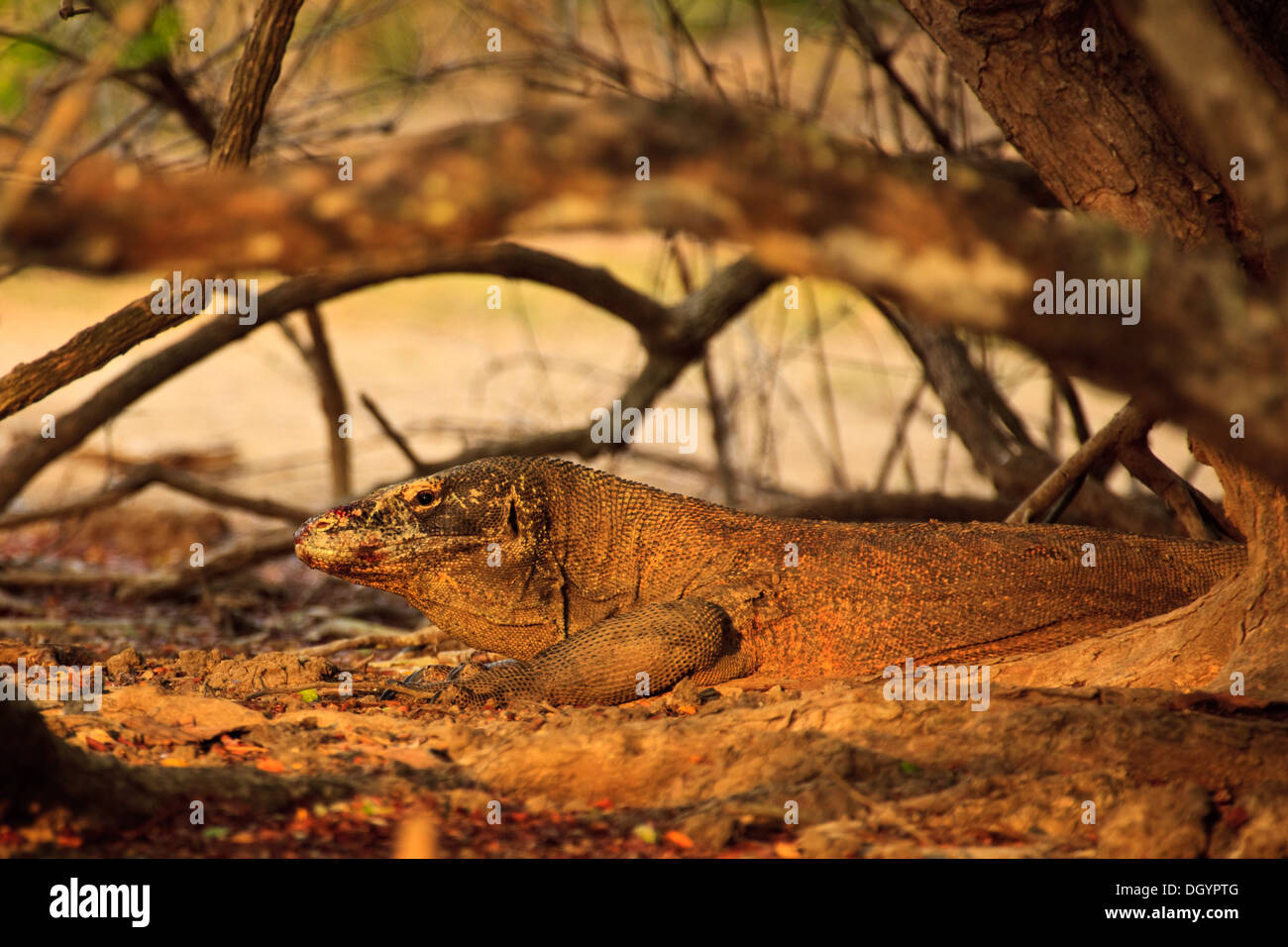 Dragon de Komodo camouflé (Varanus komodoensis) couchée sous un arbre en lumière par Sunshine sur Rinca Island Indonésie Banque D'Images