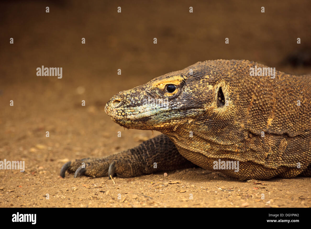 Gros plan du visage, tête, langue maternelle de charge fractionnée griffes Dragon de Komodo Varanus komodoensis sur Rinca Island National Park l'Indonésie Banque D'Images