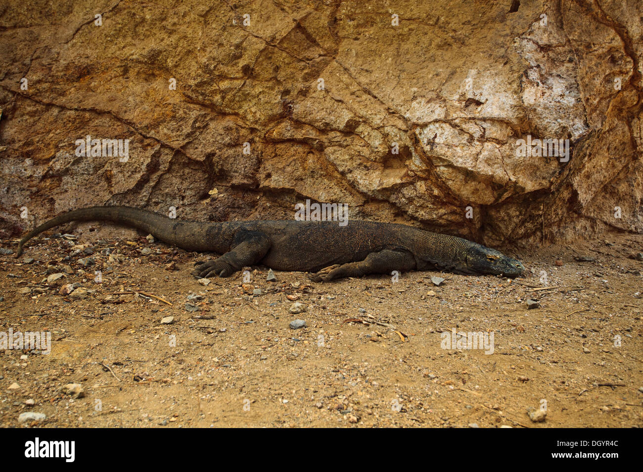 Sur toute la longueur du Dragon de Komodo, camouflé dans les roches du sol du désert sur Rica Island Indonésie Banque D'Images