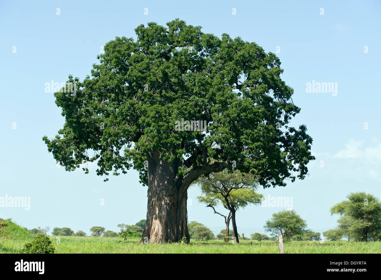 Baobab avec des feuilles dans le parc national de Tarangire, Tanzanie Banque D'Images