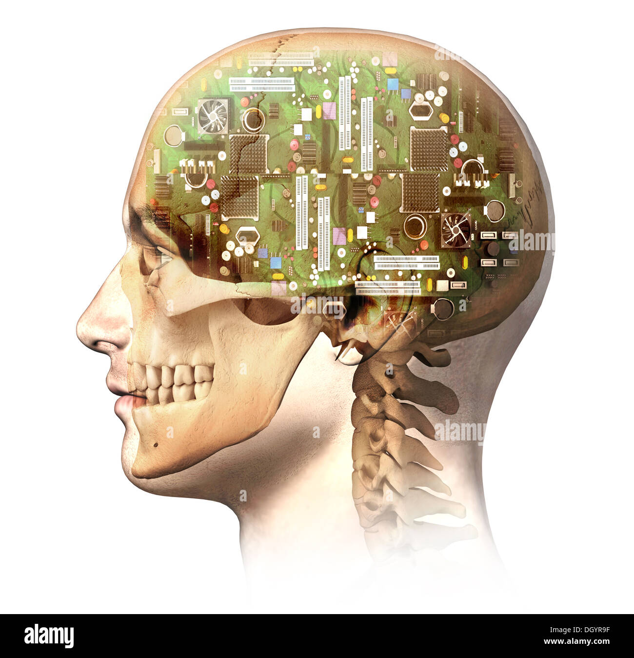 Les droits de l'homme de tête avec le crâne et le cerveau dans le circuit électronique artificielle effet fantôme, vue de côté. Anatomie de l'image. Banque D'Images