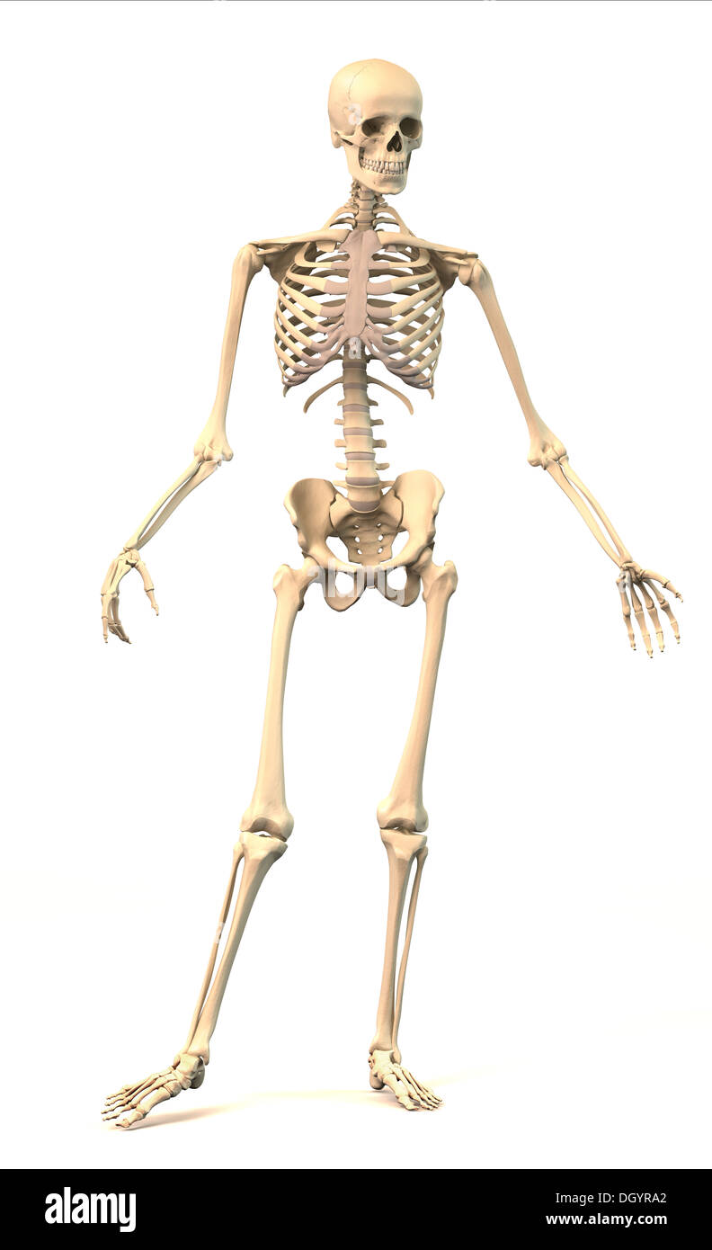 Les droits de l'homme squelette, extrêmement détaillées et scientifiquement correctes, dans la posture dynamique, vue de face. Sur fond blanc. Anatomie Banque D'Images