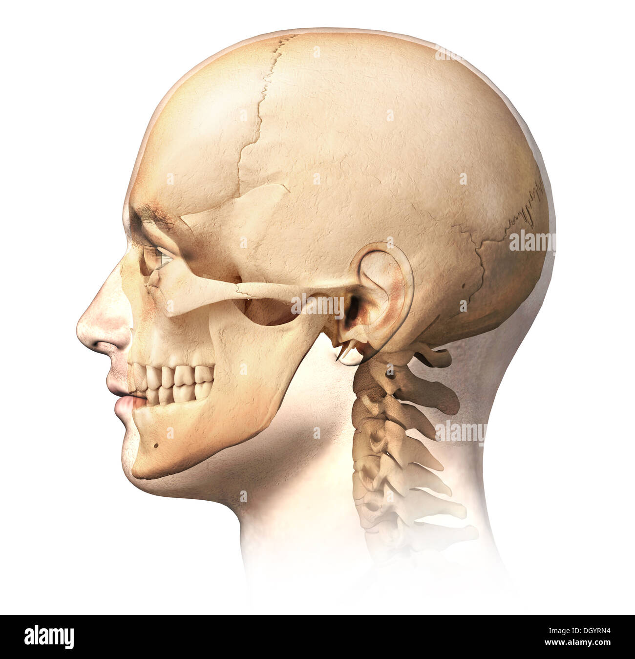 Les droits de l'homme de tête avec crâne en effet fantôme, vue de côté. Image anatomie, sur fond blanc, avec chemin de détourage. Banque D'Images