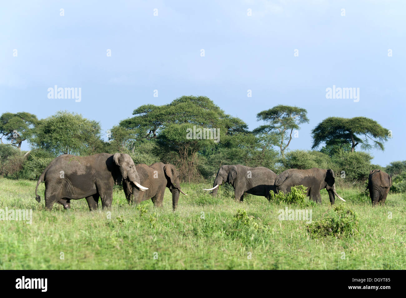 Les taureaux de l'eléphant d'Afrique (Loxodonta africana) dans le parc national de Tarangire, Tanzanie Banque D'Images