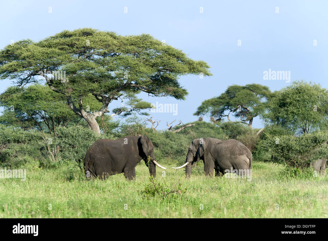 Les taureaux de l'eléphant d'Afrique (Loxodonta africana) dans le parc national de Tarangire, Tanzanie Banque D'Images