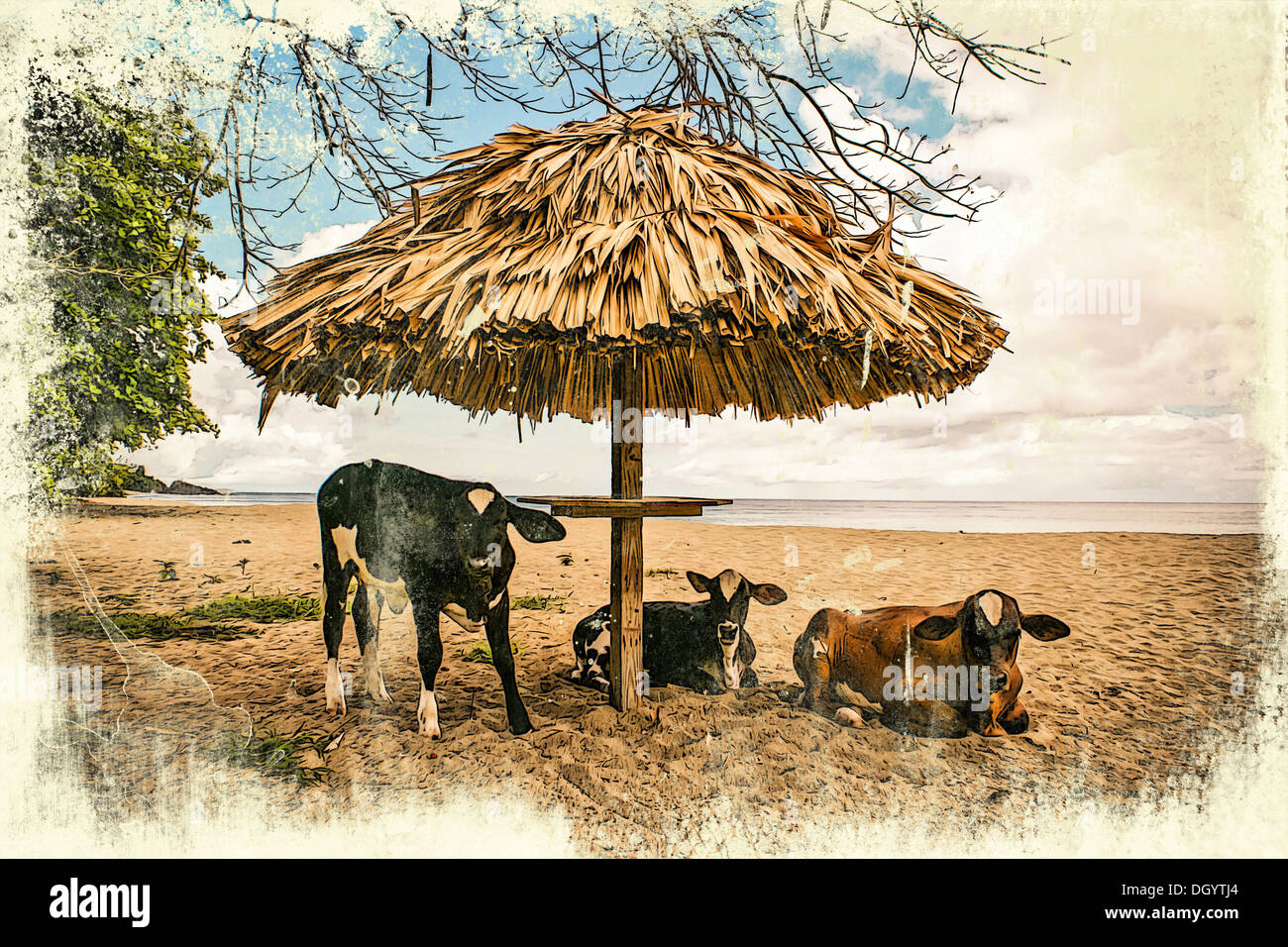 Grunge Vintage graphiques de vaches sur la plage Banque D'Images