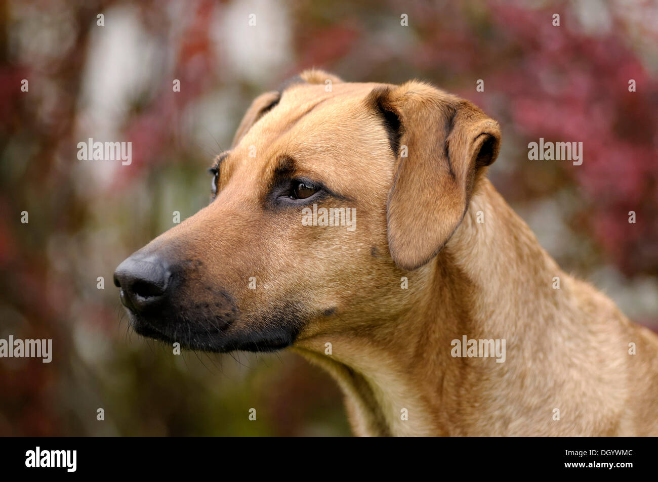 Rhodesian Ridgeback Races Rhodesian ridgeback mixed breed Banque de photographies et d’images à ...