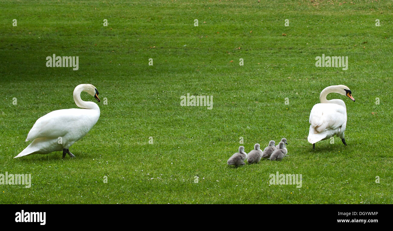 Famille Swan (Cygnini), marche à pied l'un après l'autre sur l'herbe Banque D'Images