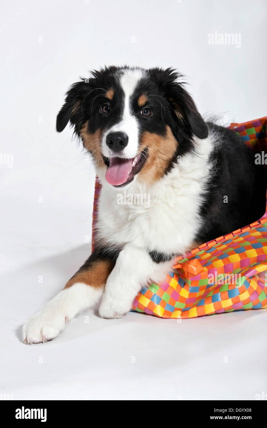 Chiot berger australien Banque D'Images