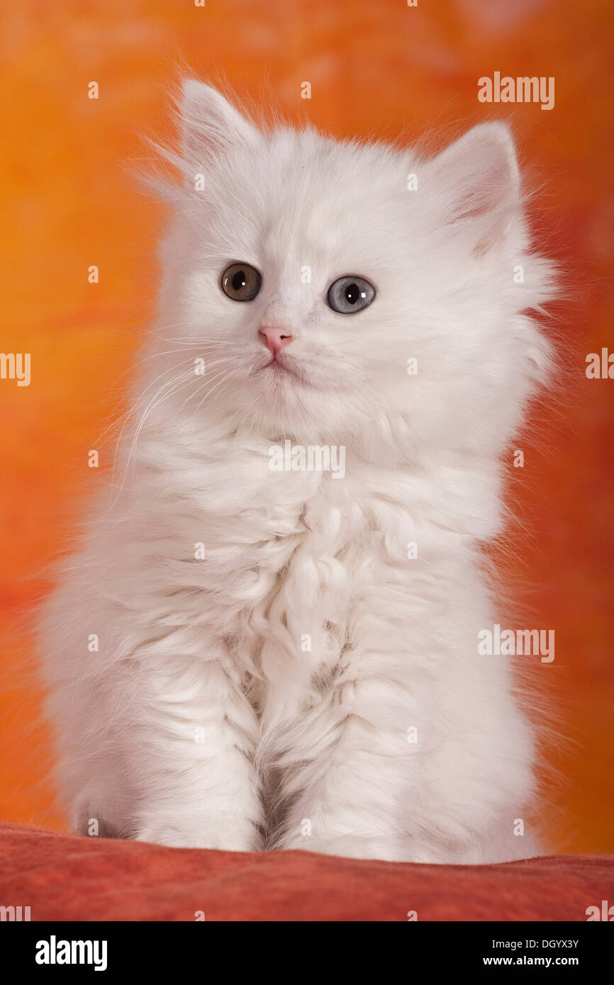 Chaton British Longhair blanc, Highlander ou cat Banque D'Images