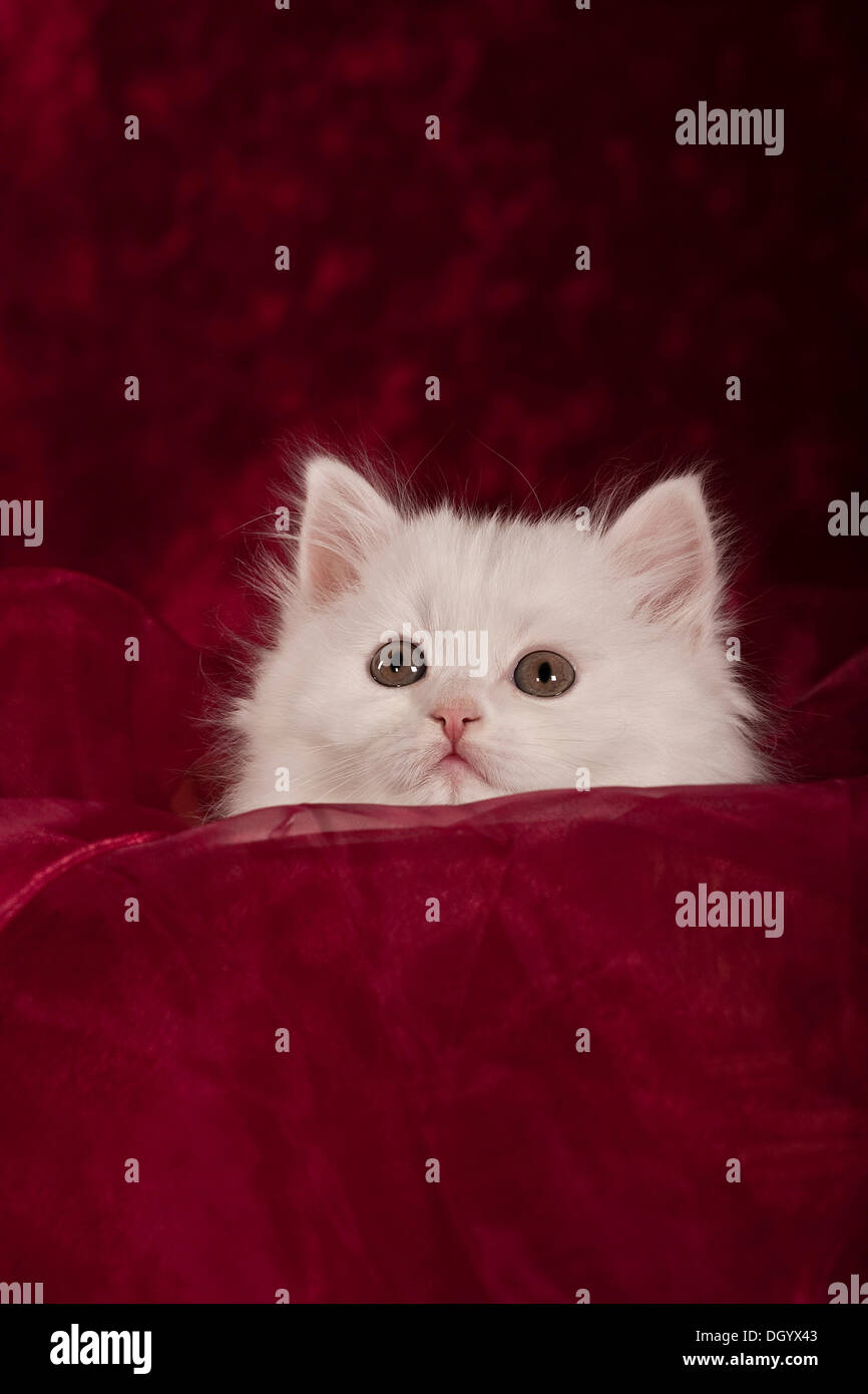 Chaton British Longhair blanc, Highlander ou cat Banque D'Images