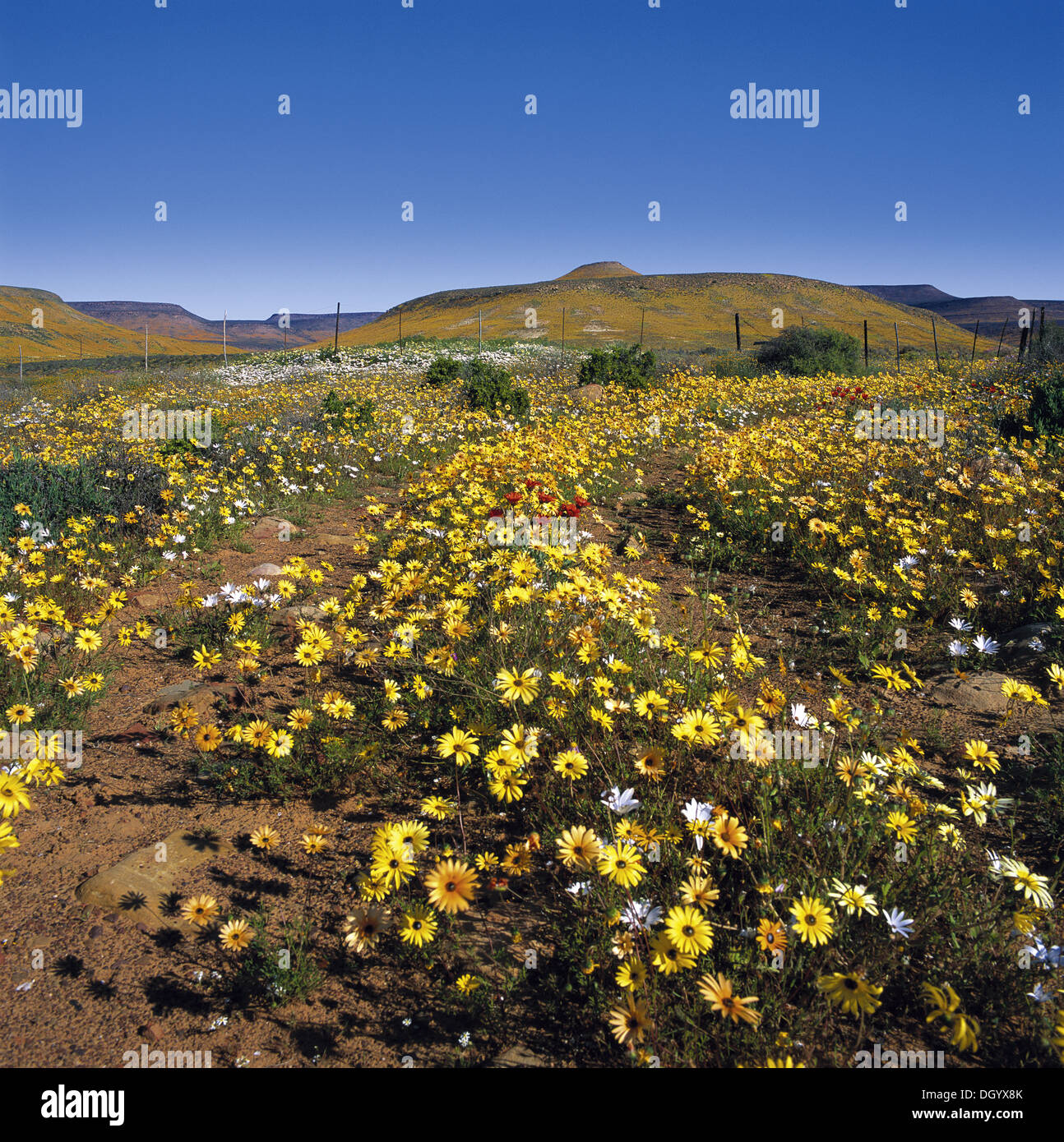 Printemps dans le Biedouw Valley Banque D'Images