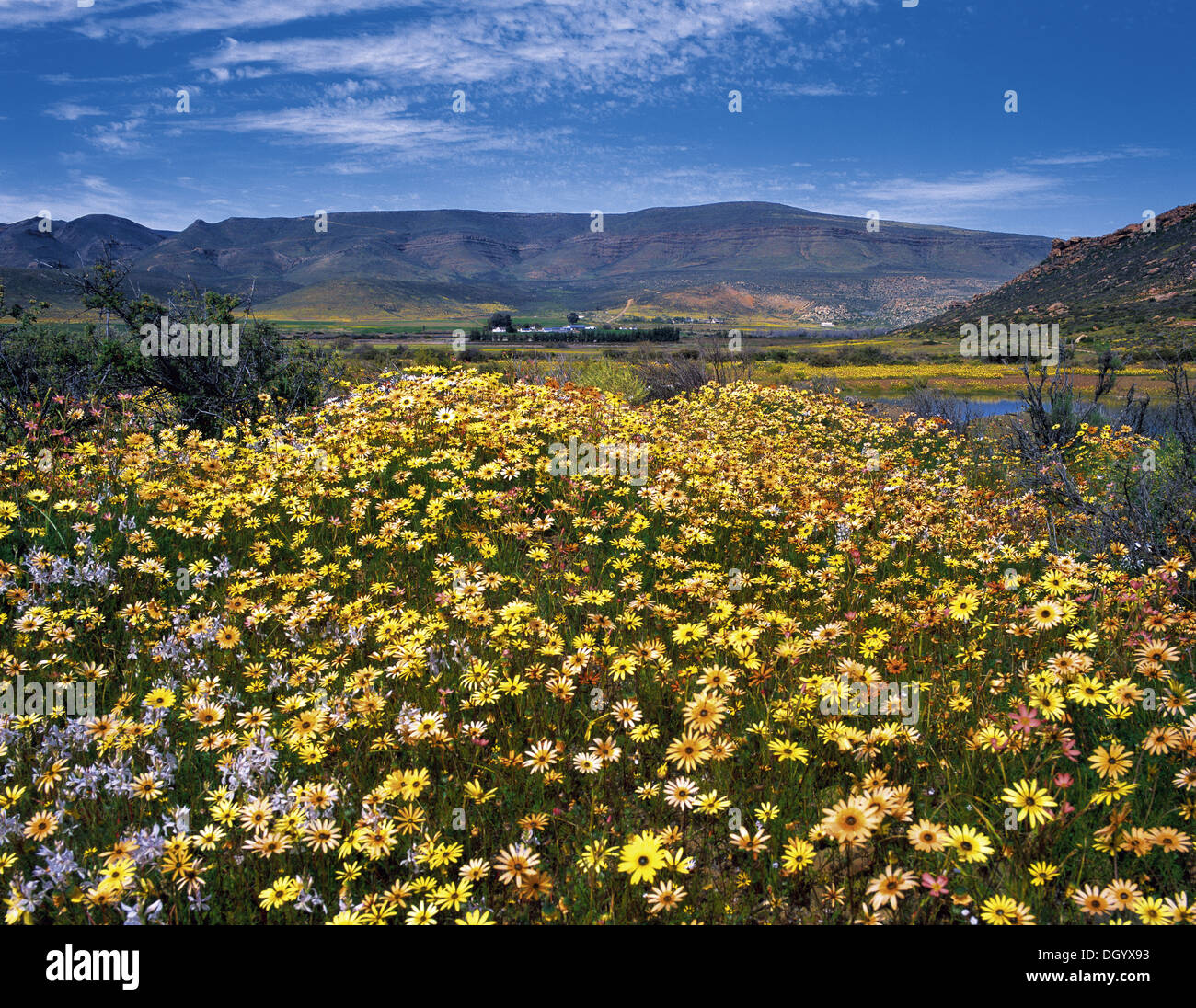 Printemps dans le Biedouw Valley Banque D'Images