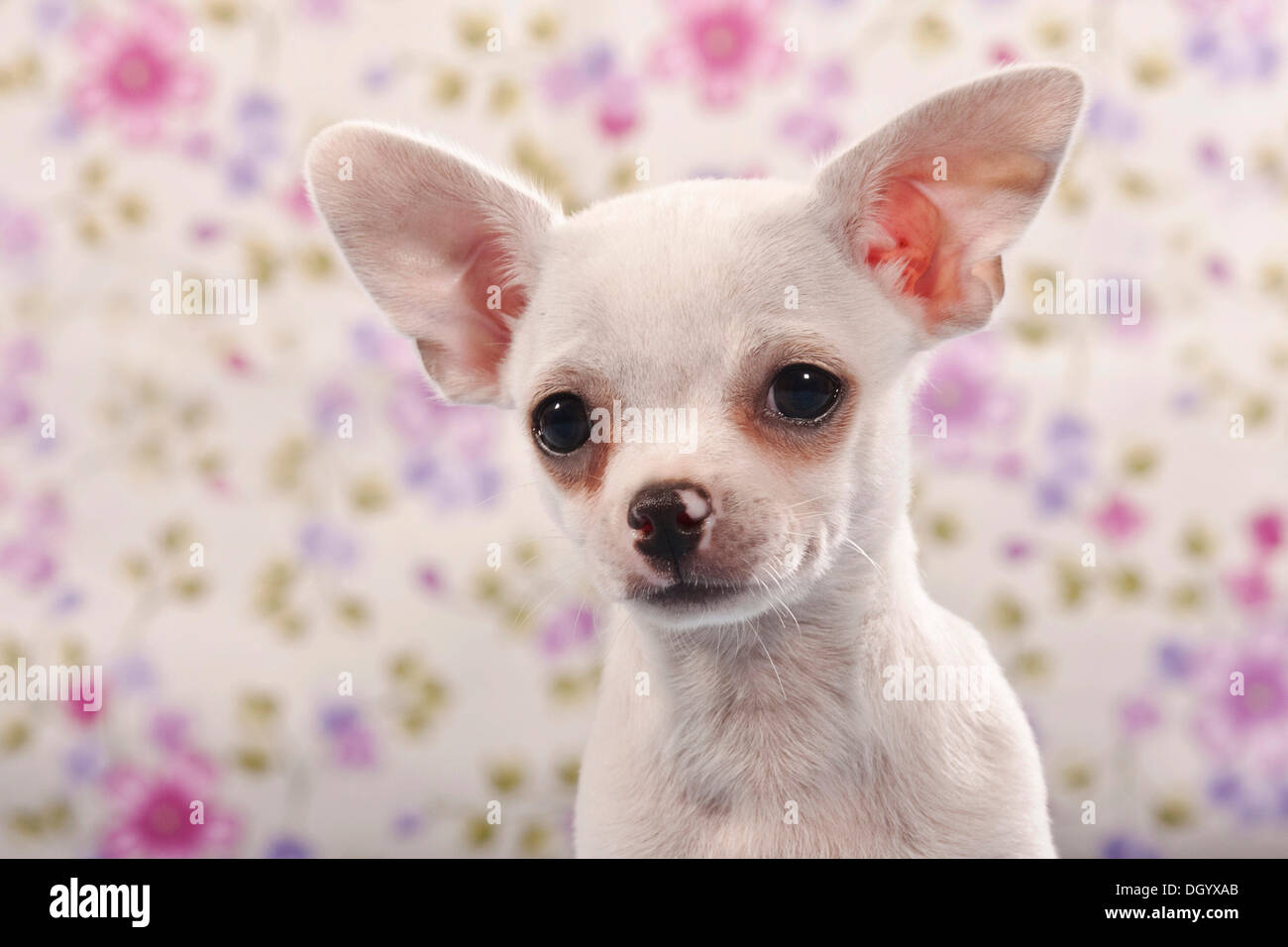 Peu Chihuahua puppy, portrait Banque D'Images