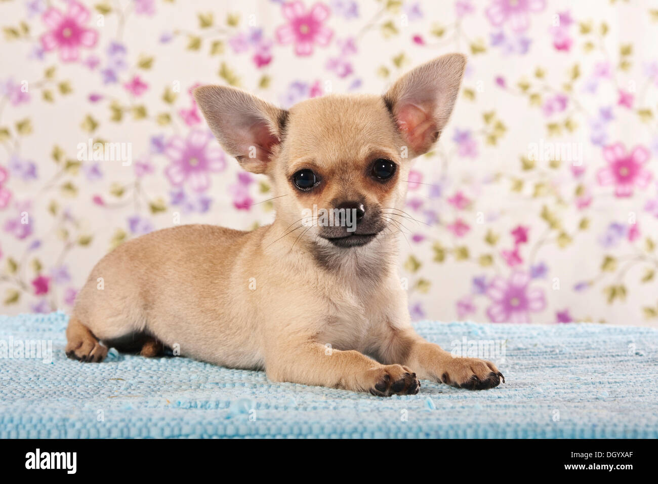 Petit chiot Chihuahua Banque D'Images