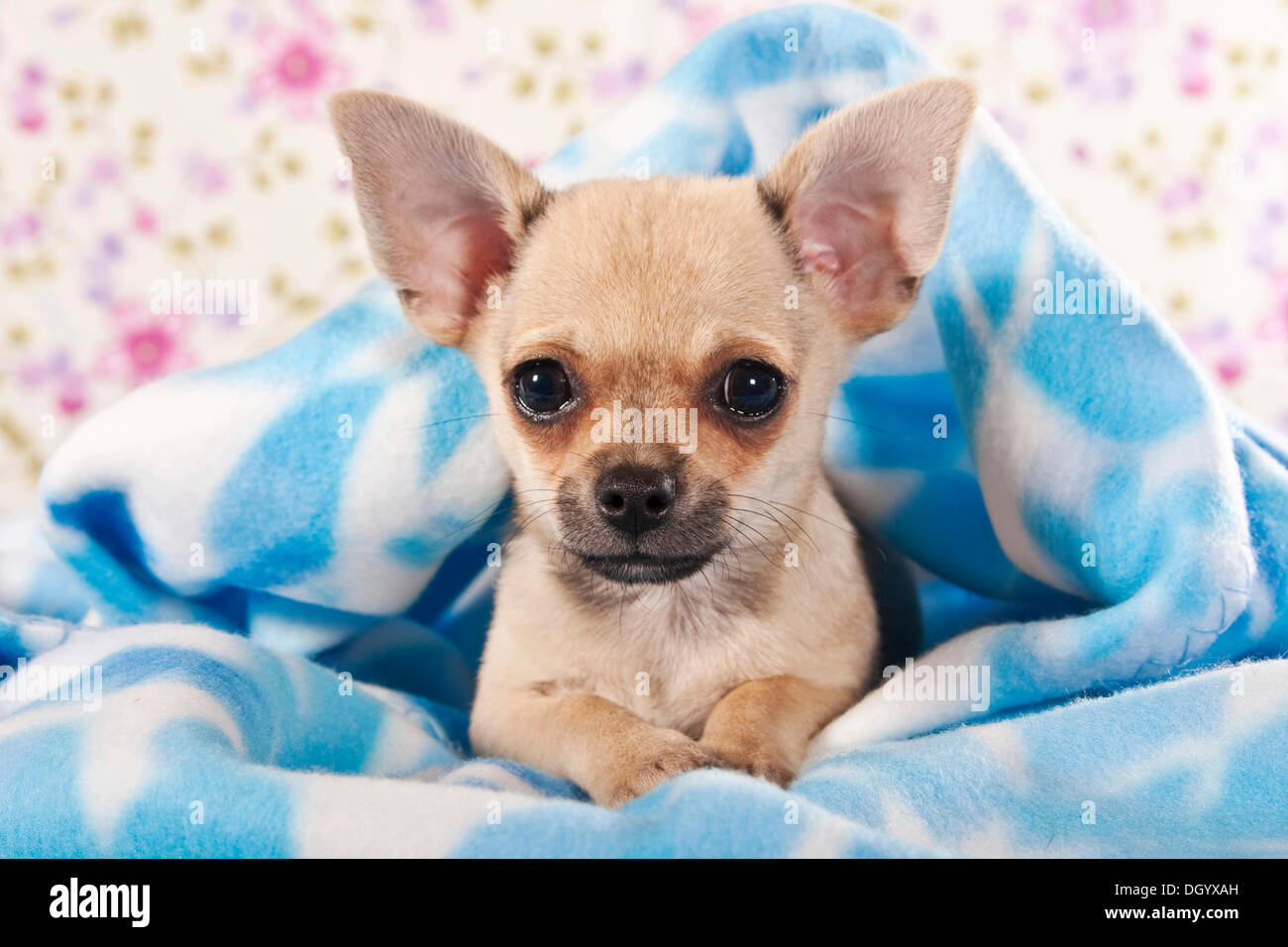Petit chiot Chihuahua, enveloppé dans une couverture câlin Banque D'Images