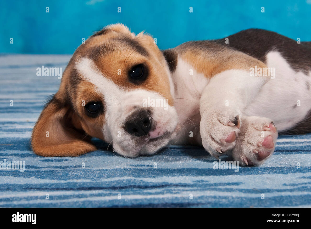 Chiot Beagle Banque D'Images