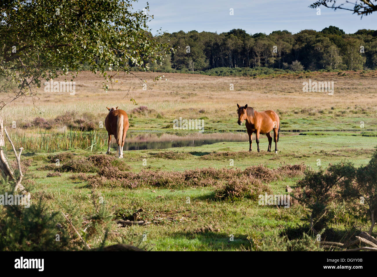 Nouvelle Forêt poneys en étang sur Burley Moor, New Forest, Hants Banque D'Images