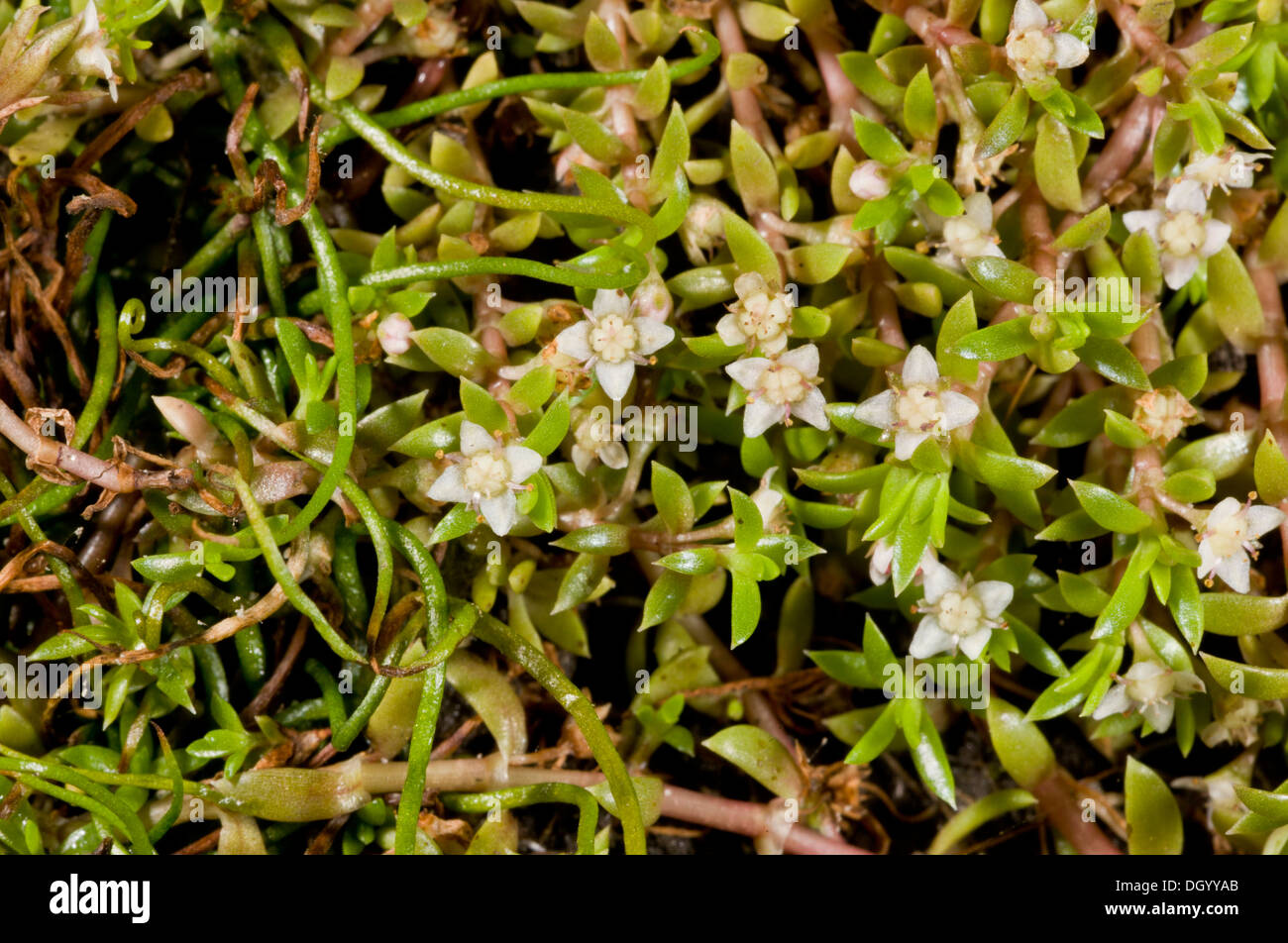 Plante aquatique envahissante Banque de photographies et d’images à — free download