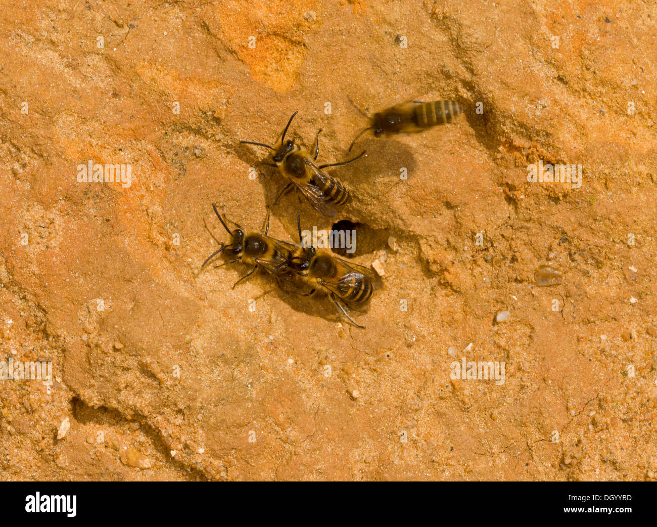 Les abeilles (Colletes hederae Ivy) dans leur falaise nidification, Barton-on-Sea, Hampshire, Angleterre. L'arrivée récente en Grande-Bretagne, maintenant abondant Banque D'Images