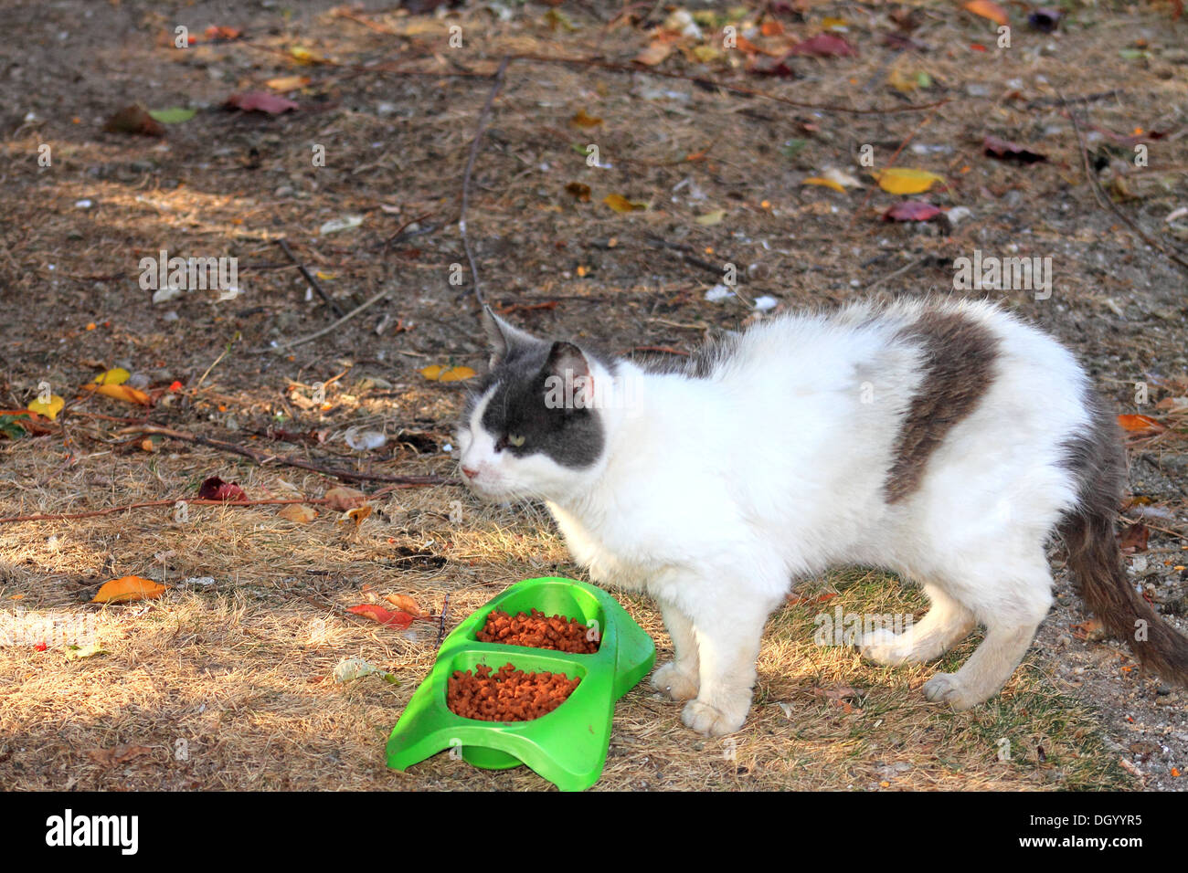 Manger des aliments pour chats, blanc et marron/gris Banque D'Images